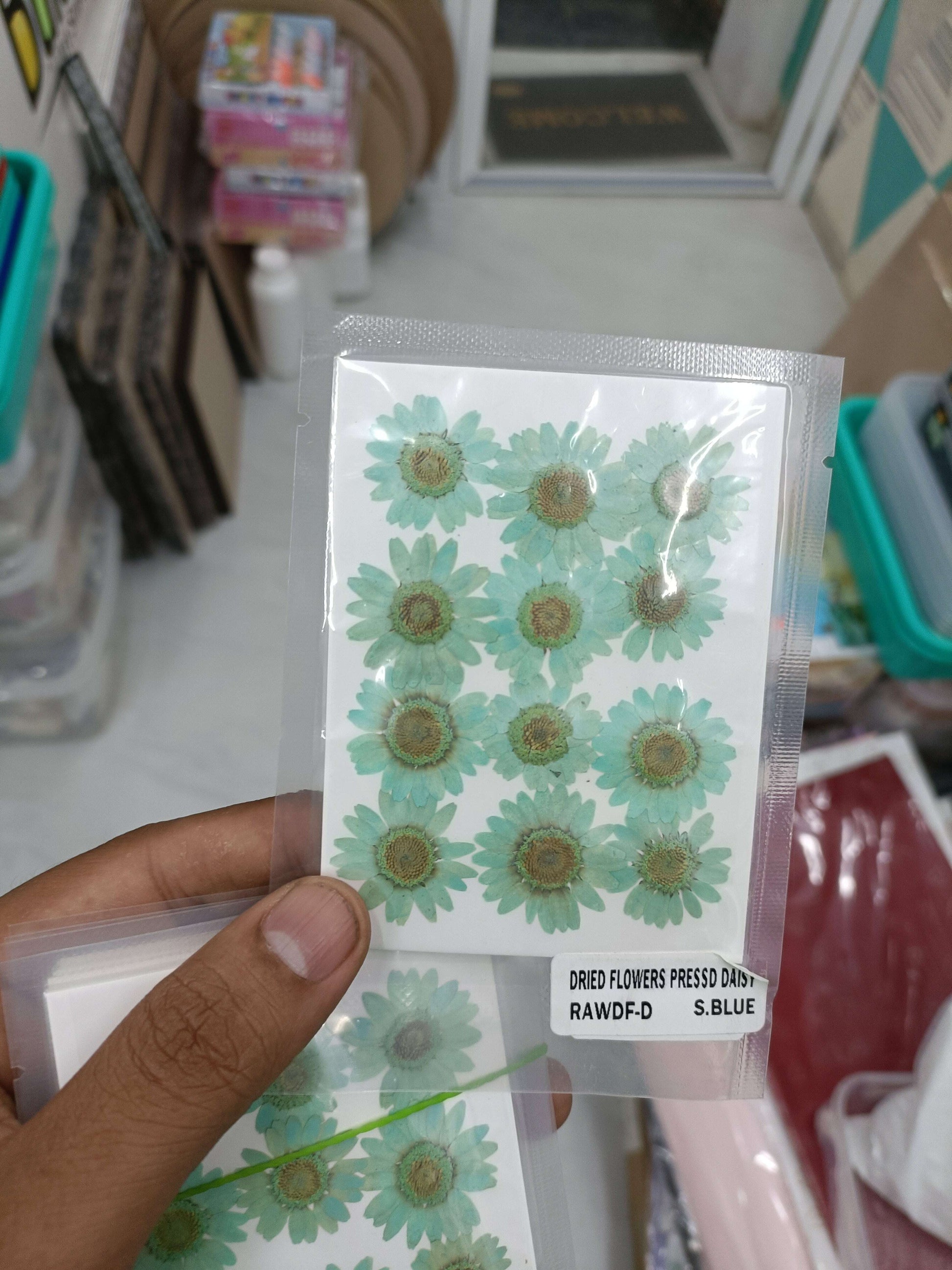 Daisy pressed flower sheet, mint teal daisies with green centers, sealed pack