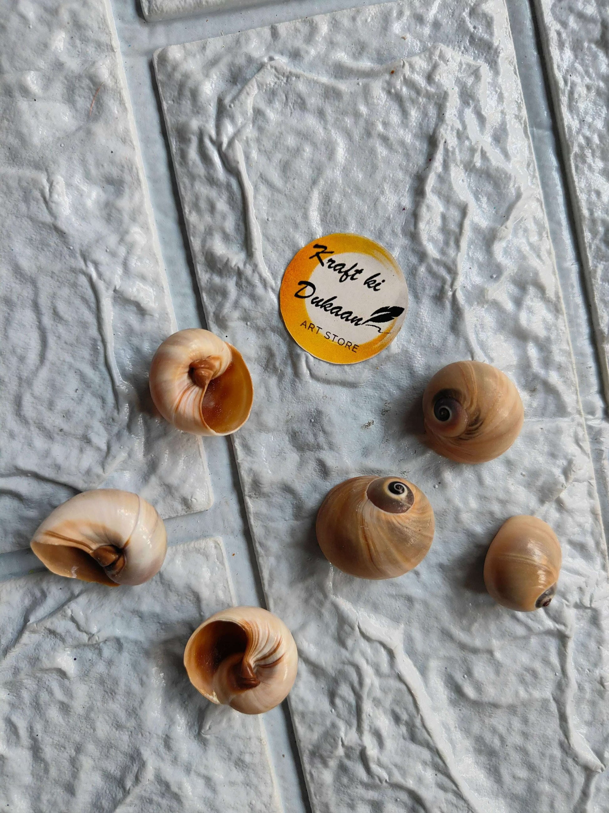 sea-shell-for-resin-art-six-shells-arrangement