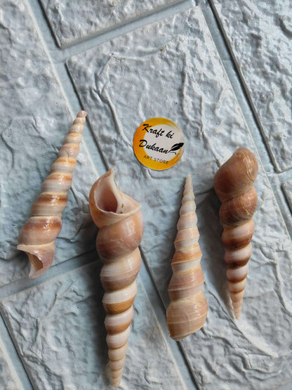 sea-shell-for-resin-art-spiral-shells-collection-2