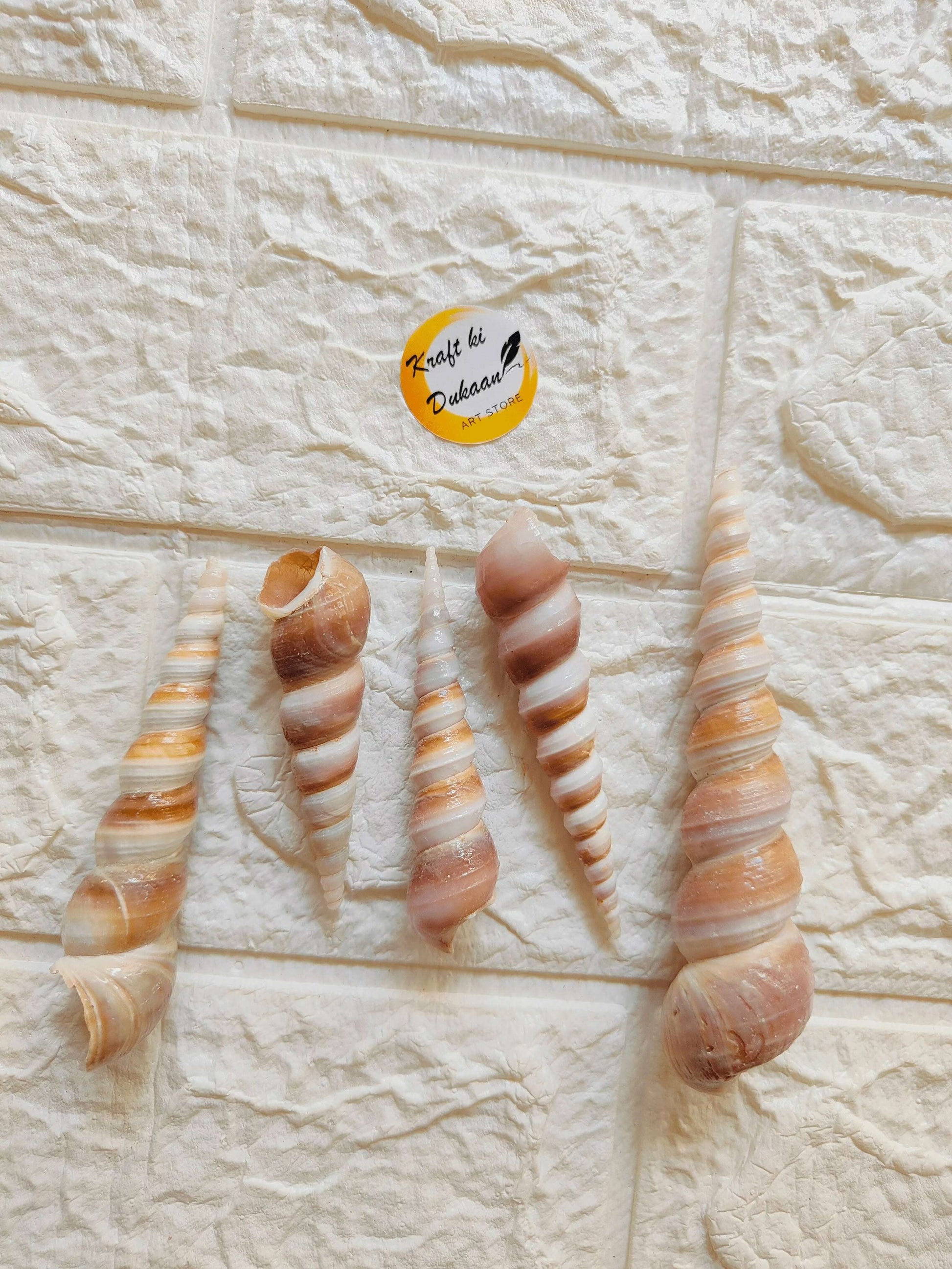 sea-shell-for-resin-art-spiral-shells-collection-3