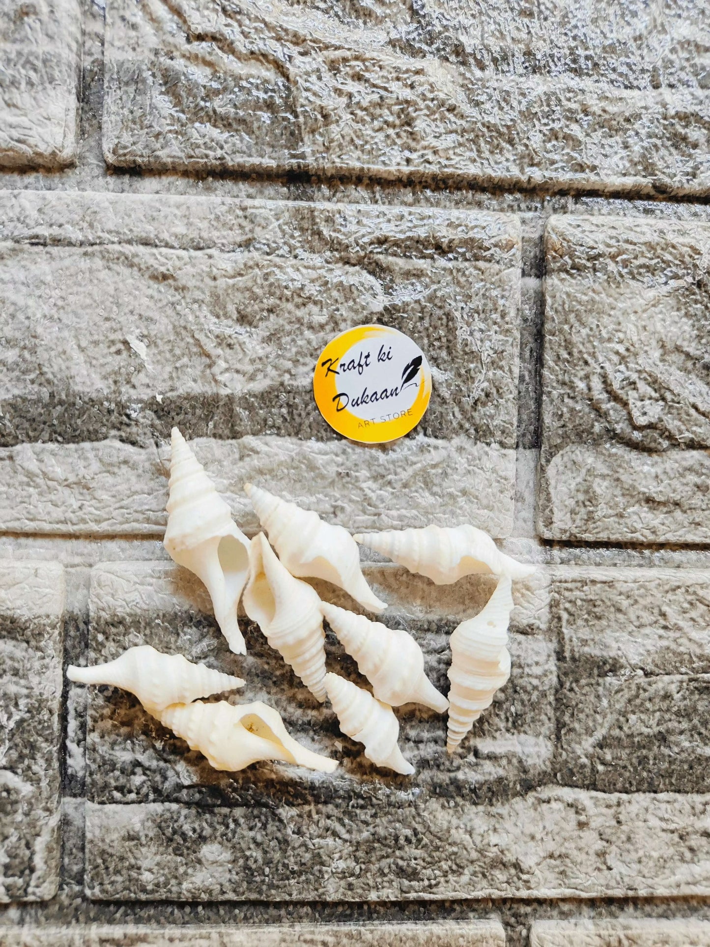 sea-shell-for-resin-art-white-conch-shells-collection-1