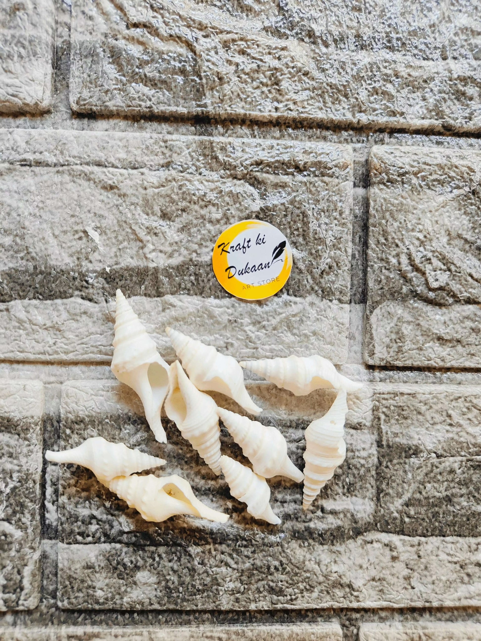 sea-shell-for-resin-art-white-conch-shells-collection-1