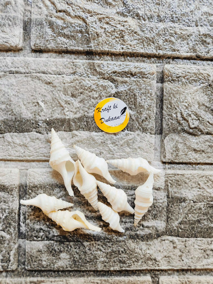 sea-shell-for-resin-art-white-conch-shells-collection-1